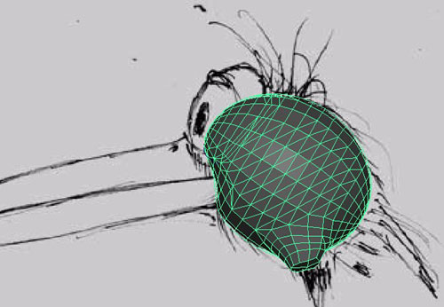 MAYA建模教程:MAYA鳥類建模