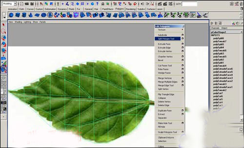 用maya制作逼真的樹葉   納金網(wǎng)