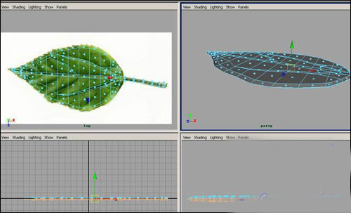 用maya制作逼真的樹葉   納金網(wǎng)