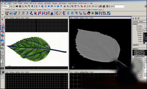 用maya制作逼真的樹葉   納金網(wǎng)