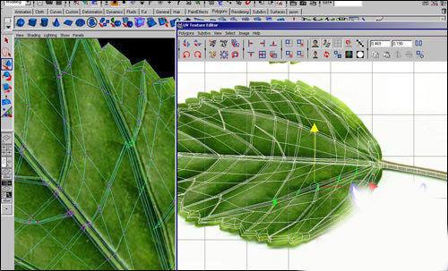 用maya制作逼真的樹葉   納金網(wǎng)